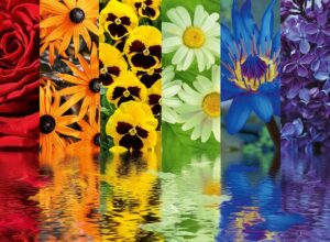 Ravensburger Puzzle 500 Piezas Flores